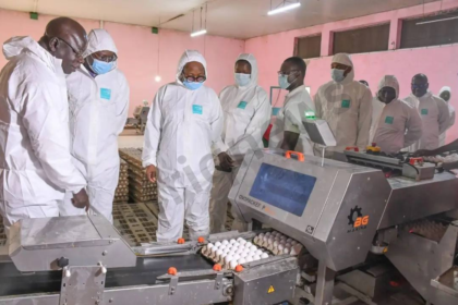 entrepreneur avicole burkinabè