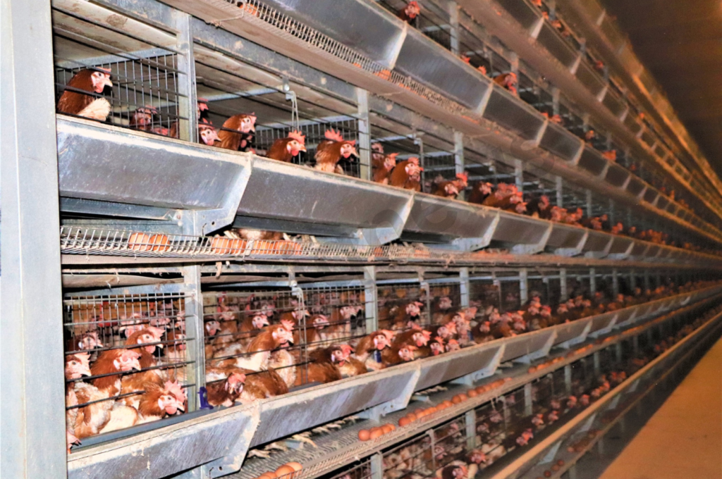aviculture industrielle au Burkina Faso
