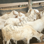Tabaski 2026 avec des moutons locaux élevés dans une ferme en Côte d’Ivoire