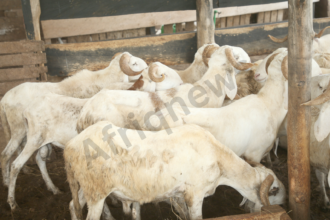 Tabaski 2026 avec des moutons locaux élevés dans une ferme en Côte d’Ivoire