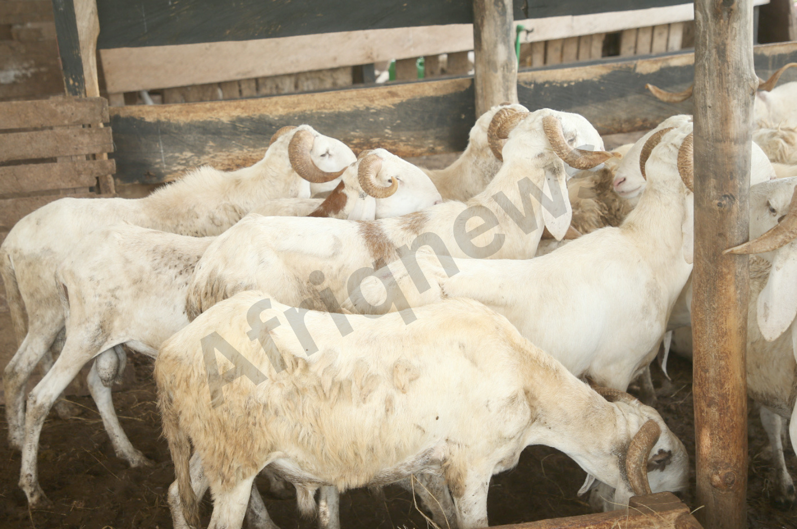 Tabaski 2026 avec des moutons locaux élevés dans une ferme en Côte d’Ivoire