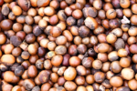 Karité Côte d’Ivoire – collecte et commercialisation des amandes pour la campagne 2026-2027