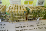 recherche agricole en Côte d’Ivoire