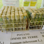 recherche agricole en Côte d’Ivoire